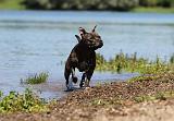 STAFFIE 152